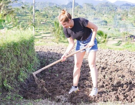 rice harvest as a local person