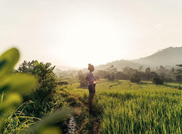 sidemen sunrice rice fields