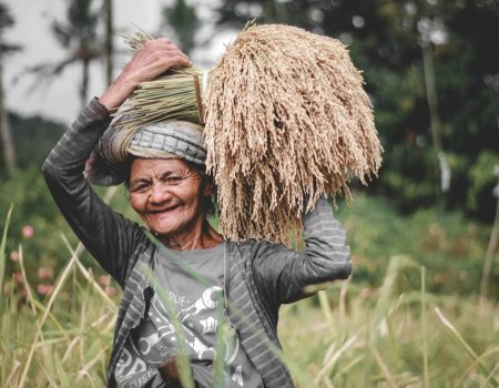 local people after finish rice fields