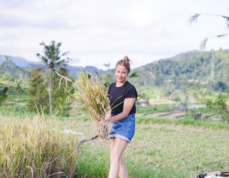 rice fields and view